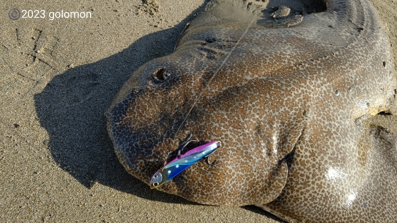 鹿島灘サーフ釣行～2023年11月23日 - 釣りバカに捧げる日記～喰らえ