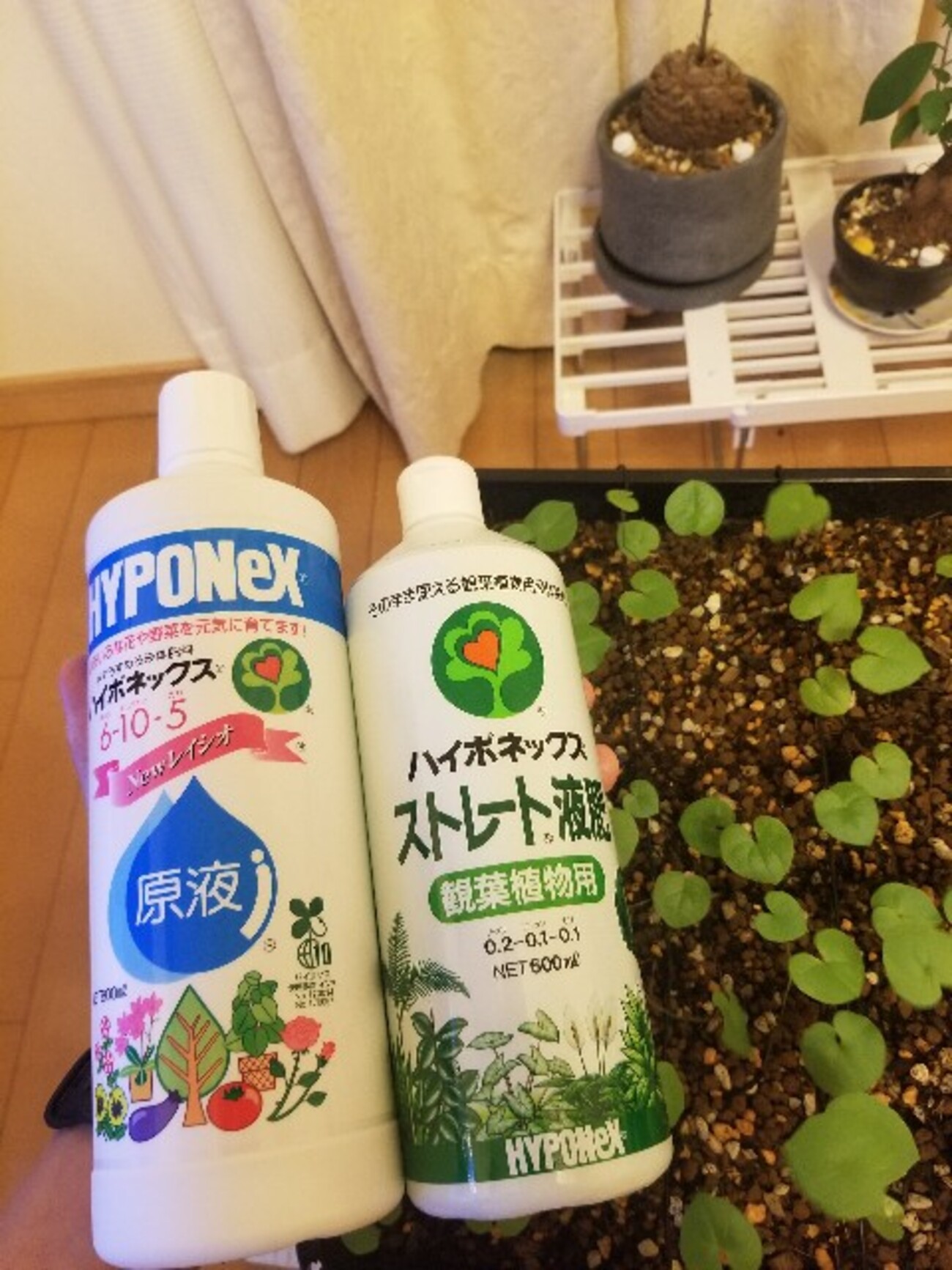 アフリカ亀甲竜の実生株に肥料を与えてもいいのか、与えるべきなのかを