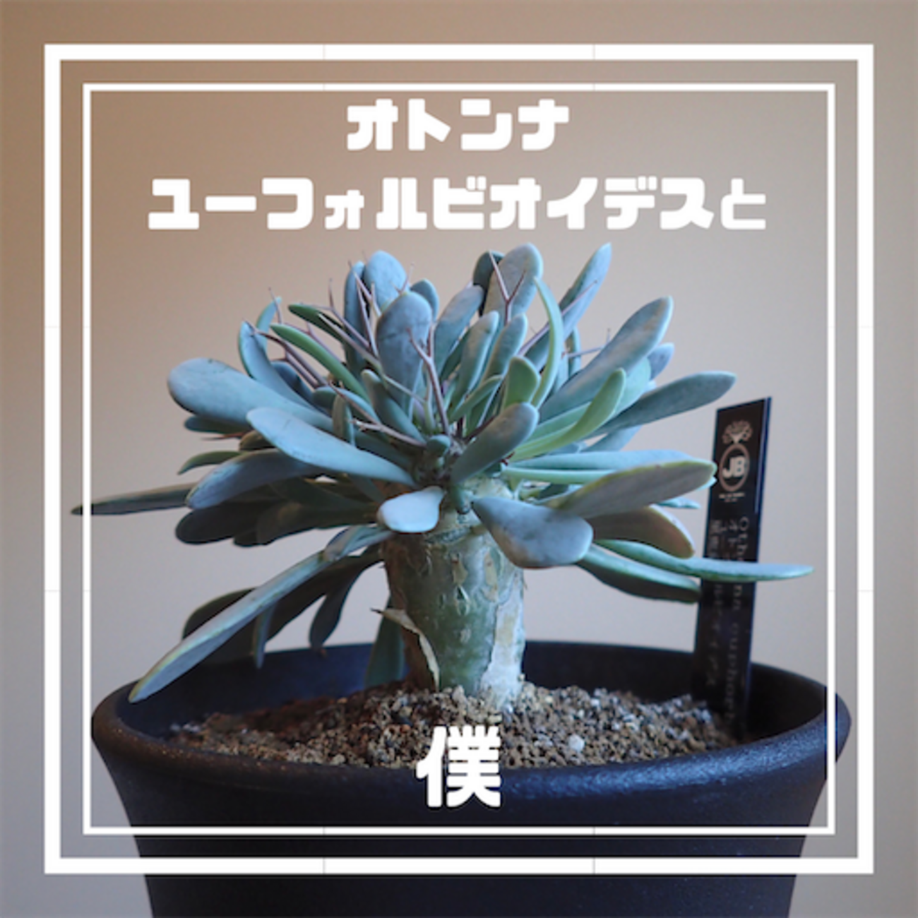 最終値下げオトンナユーフォルビオイデス現地球 （オトンナ ユー