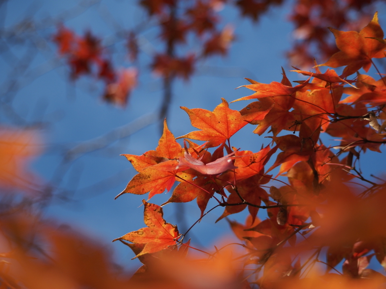 あいかわ公園 最新紅葉情報 - あいかわ公園自然観察ガイド
