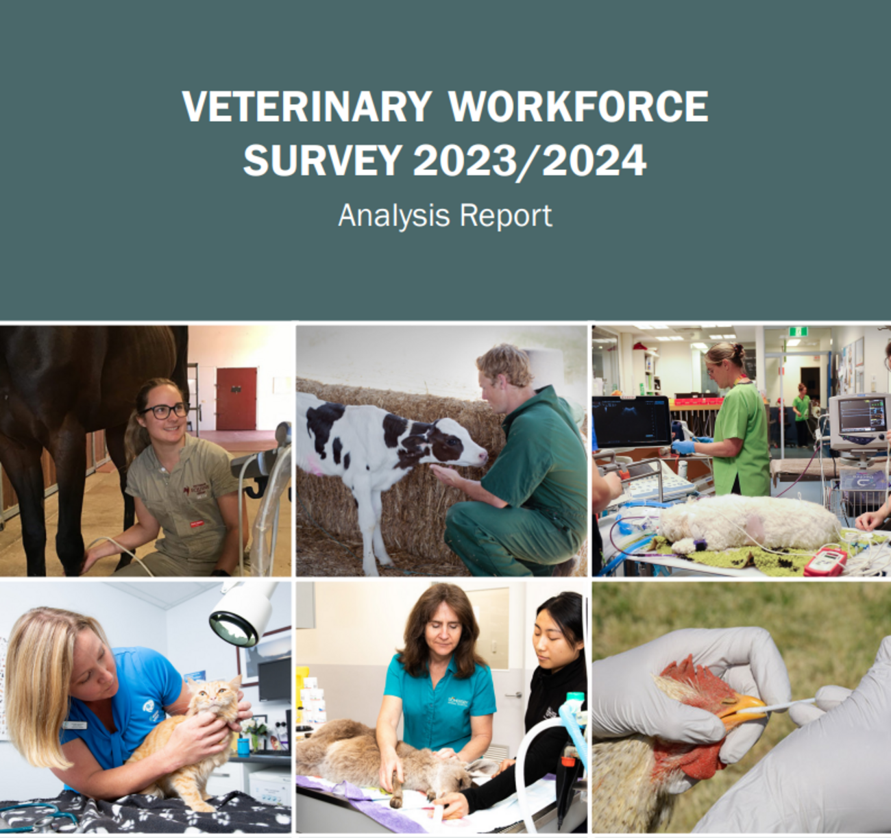 オーストラリアの獣医師の性比、年齢、収入など＠2023年 - とある獣医の豪州生活Ⅱ