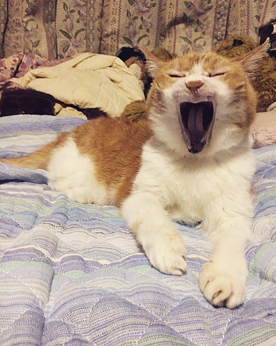 あくびとは 一般の人気 最新記事を集めました はてな