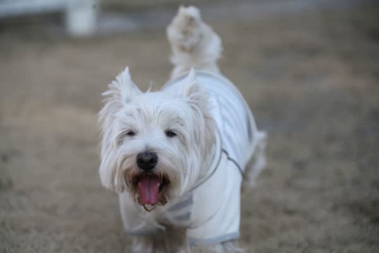 旧正月はラン日和 - 涼麻が行く ~白犬ウエスティの のんきな生活~