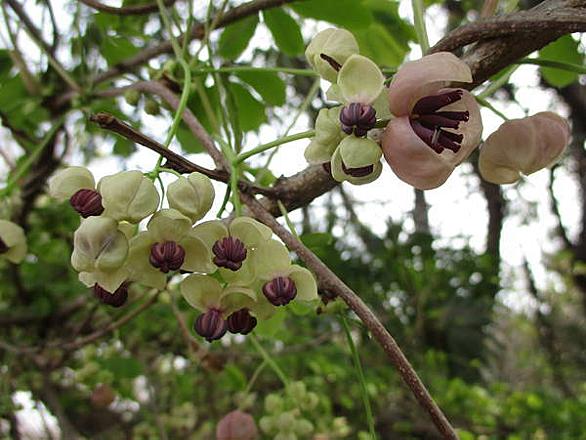 アケビとは 動植物の人気 最新記事を集めました はてな アケビとは 動植物の人気 最新記事を集めました はてな