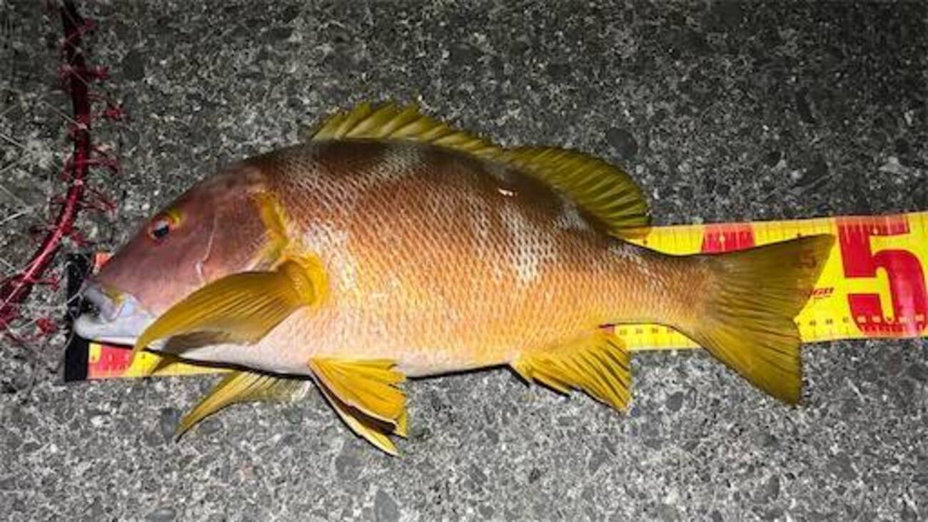 【フエダイ爆釣】式根島で最高の釣果！私的フエダイの釣り方完全解説。（2026/7/24~26） - 釣れぬ釣り師の釣り探究