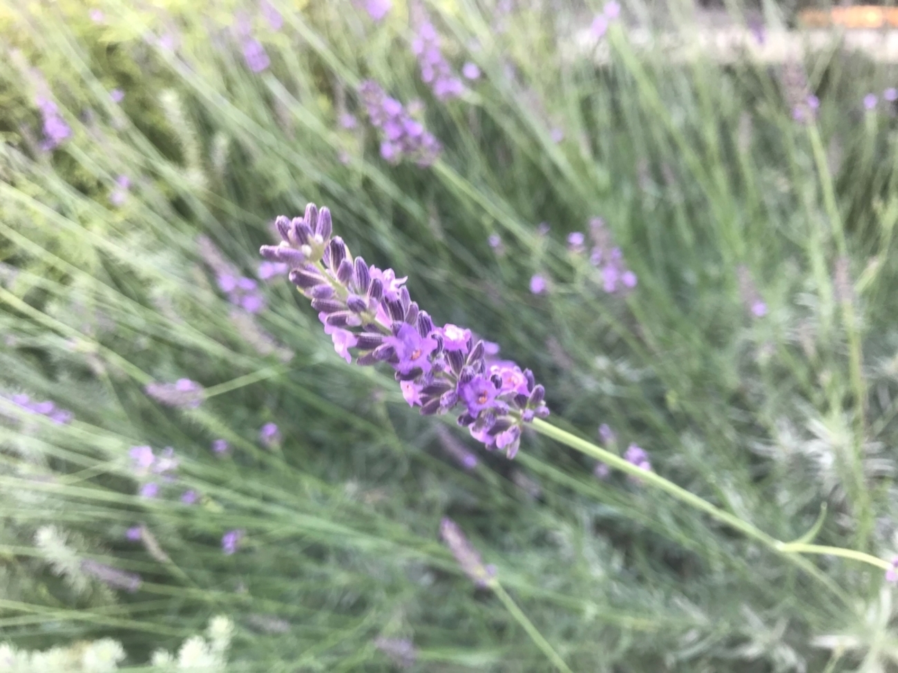 ラベンダー グロッソ』の成長記録と開花！～地植え＆ほったらかし管理 