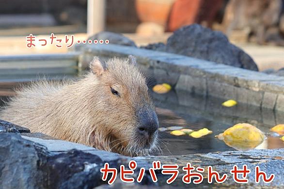 カピバラとは 動植物の人気 最新記事を集めました はてな