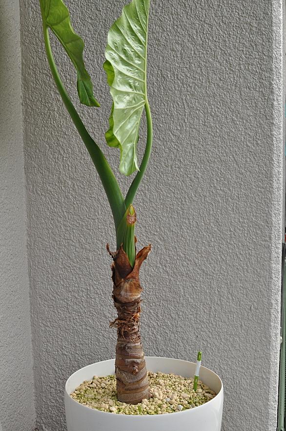 クワズイモとは 動植物の人気 最新記事を集めました はてな