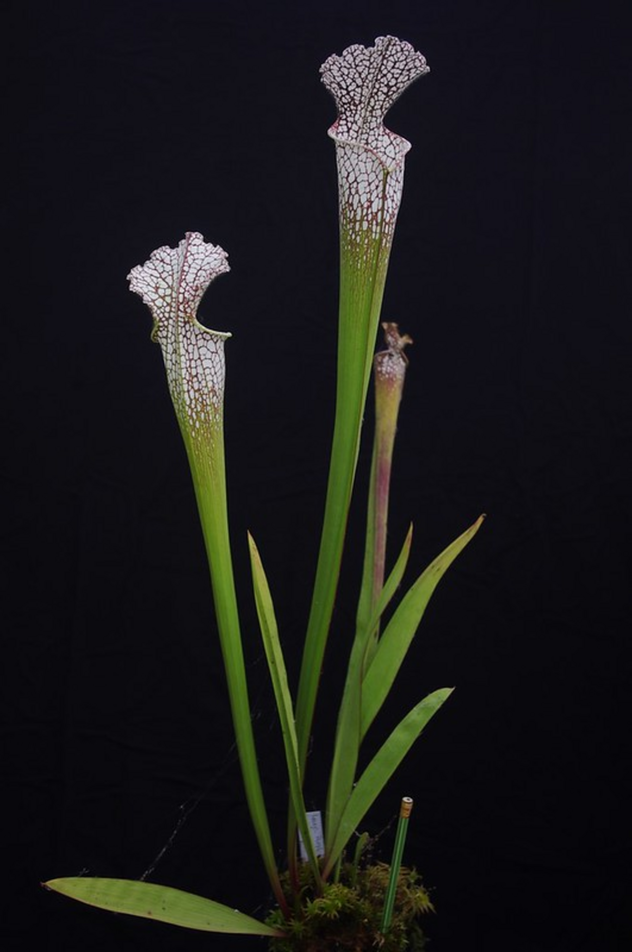 食虫植物】サラセニア・レウコフィラ - バラボロあんてな