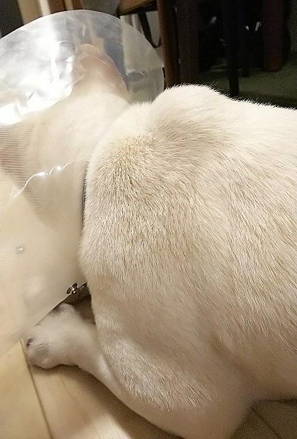 悪性腫瘍とは サイエンスの人気 最新記事を集めました はてな 悪性腫瘍とは サイエンスの人気 最新記事を集めました はてな
