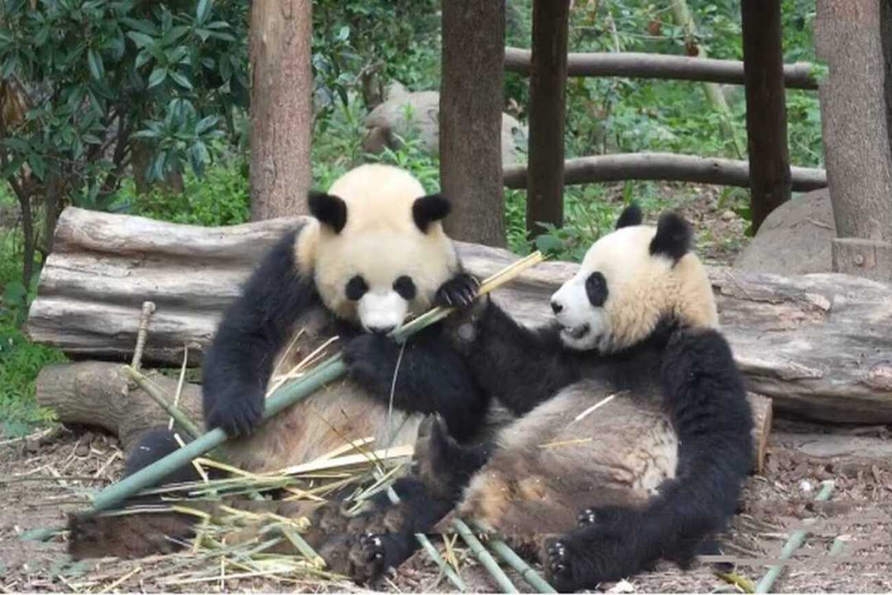 和歌山アドベンチャーワールドのパンダ4頭が成都双流国際空港に無事
