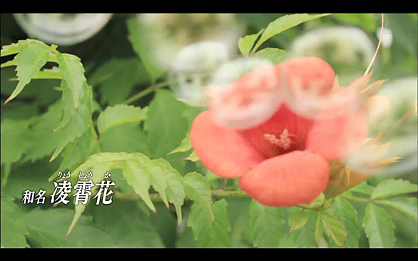 凌霄花とは 動植物の人気 最新記事を集めました はてな 凌霄花とは 動植物の人気 最新記事を集めました はてな