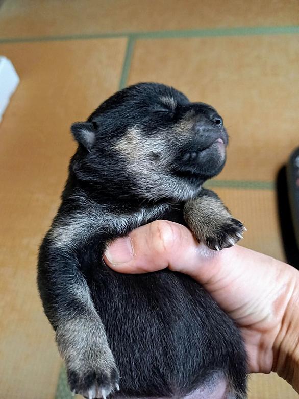 犬の赤ちゃんとは 人気 最新記事を集めました はてな
