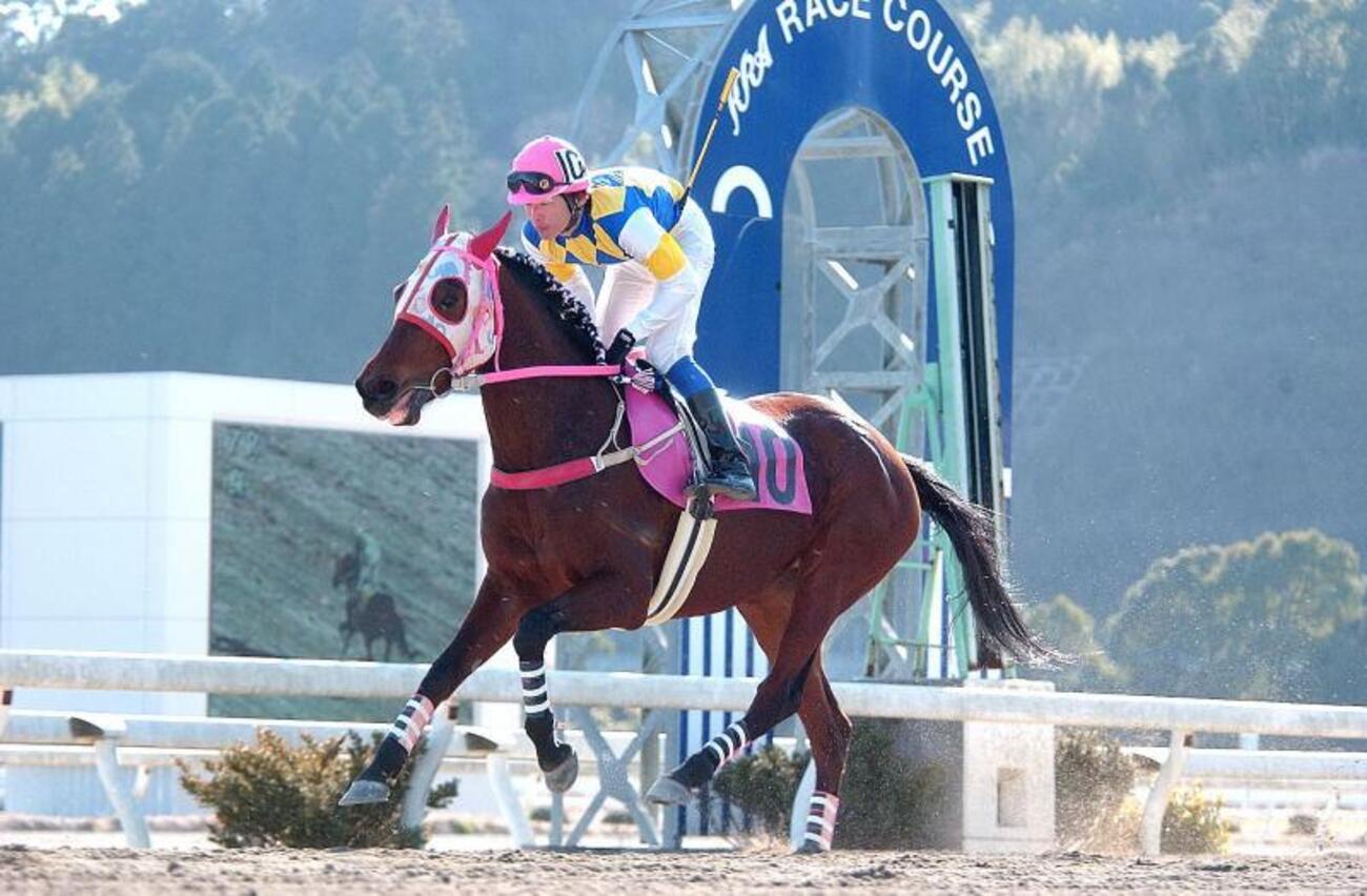 ハルウララ×武豊/単勝100円・ハズレ馬券/お守り/高知競馬/傷や汚れ 