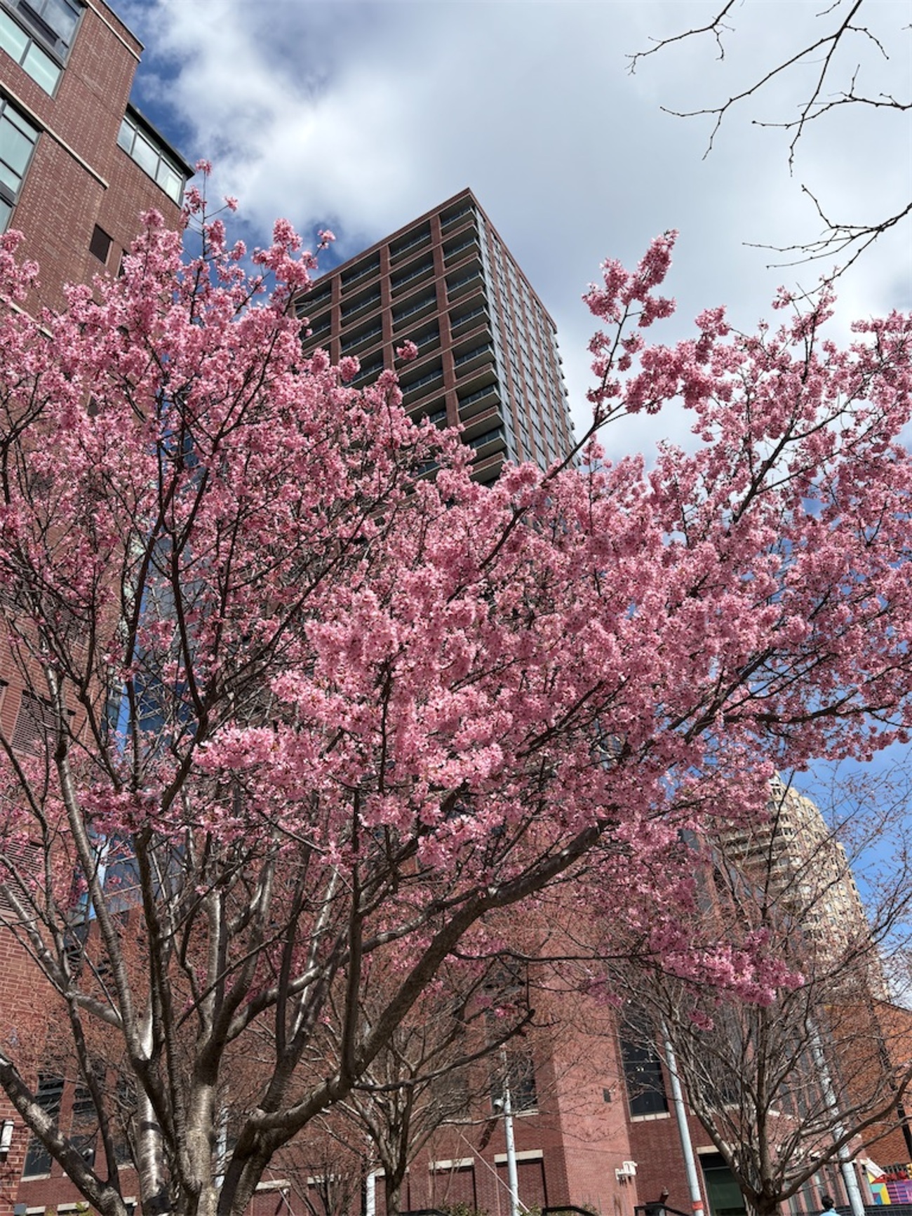 NY生活】ついに春が来た！街角で見つけた満開の「桜」と、2026年のお