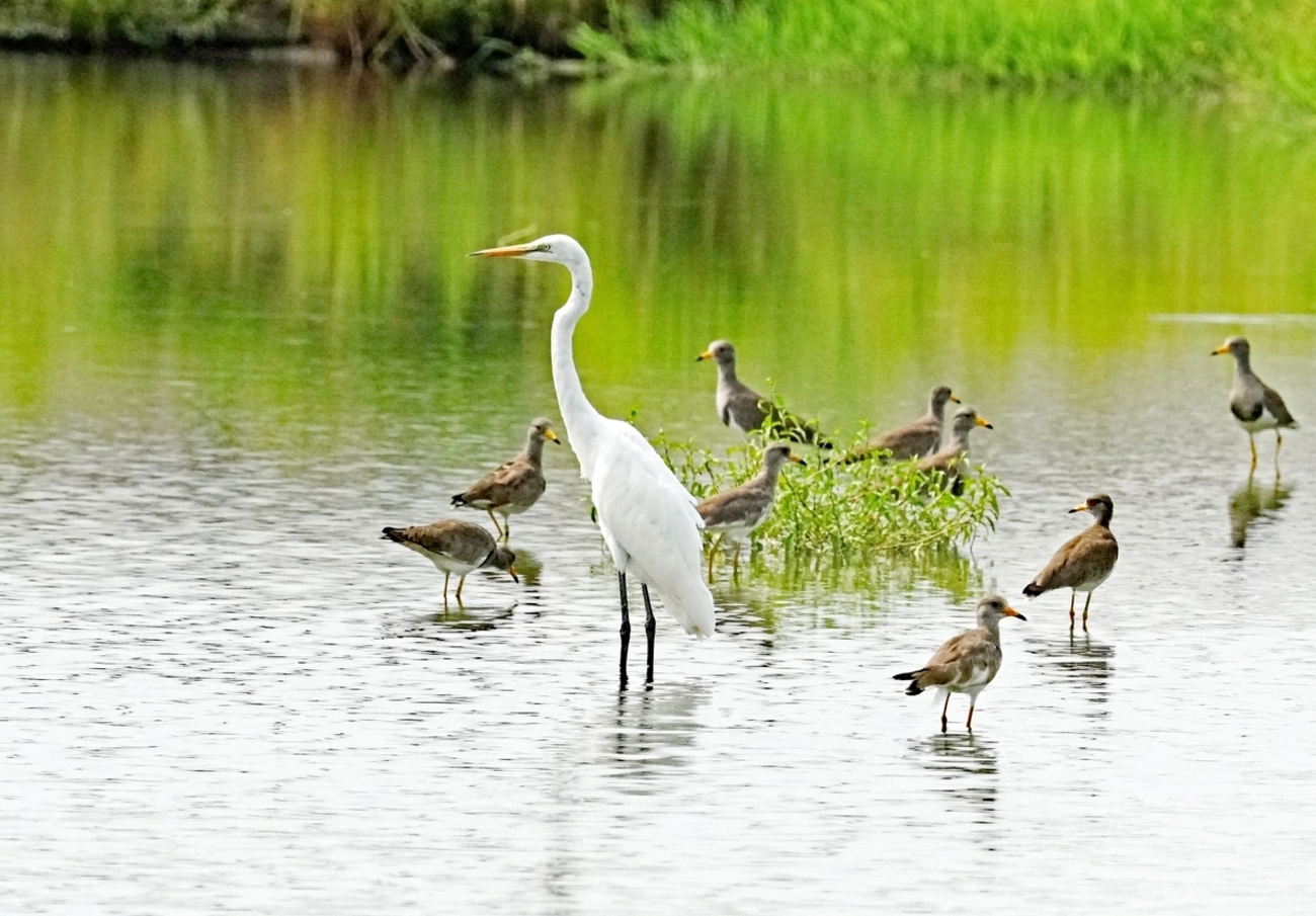 カラーリングを付けて~ケリ - 四季の風にのってⅡ 野鳥とともに