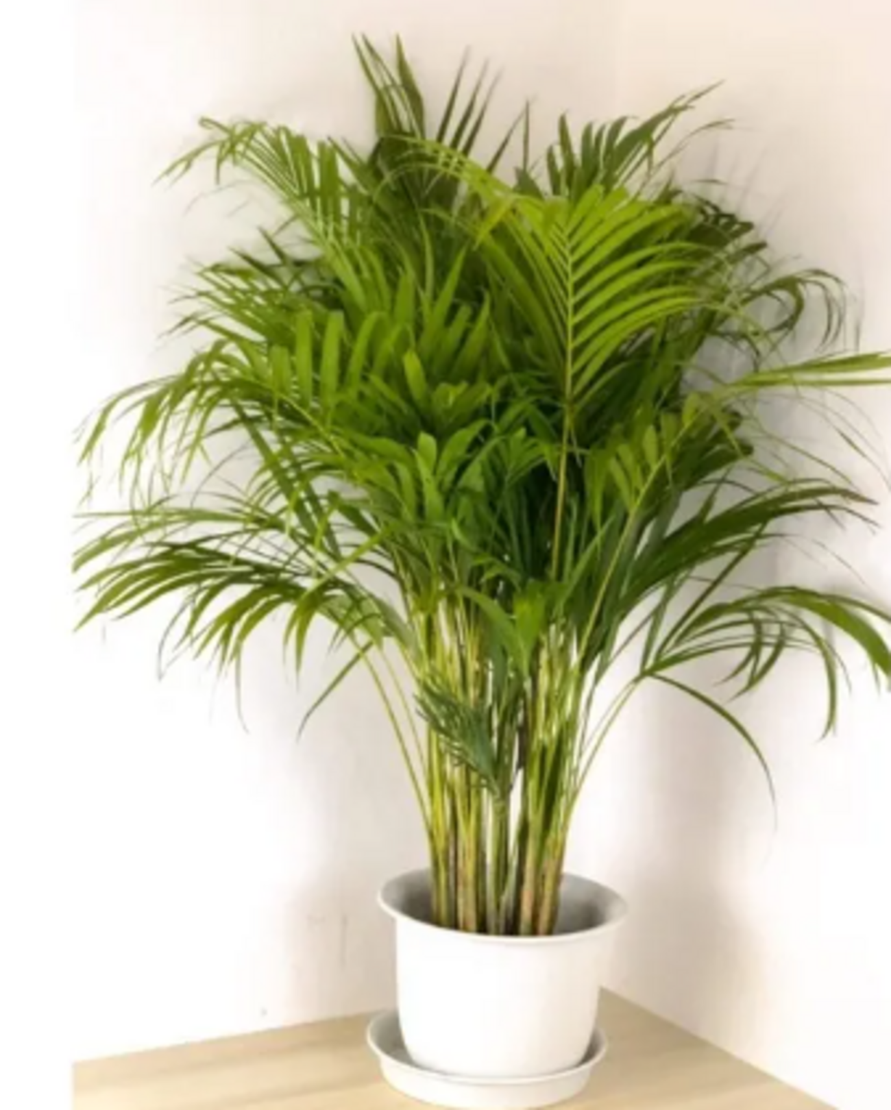 タイで人気の観葉植物『アレカヤシ（Areca Palm, หมากเหลือง