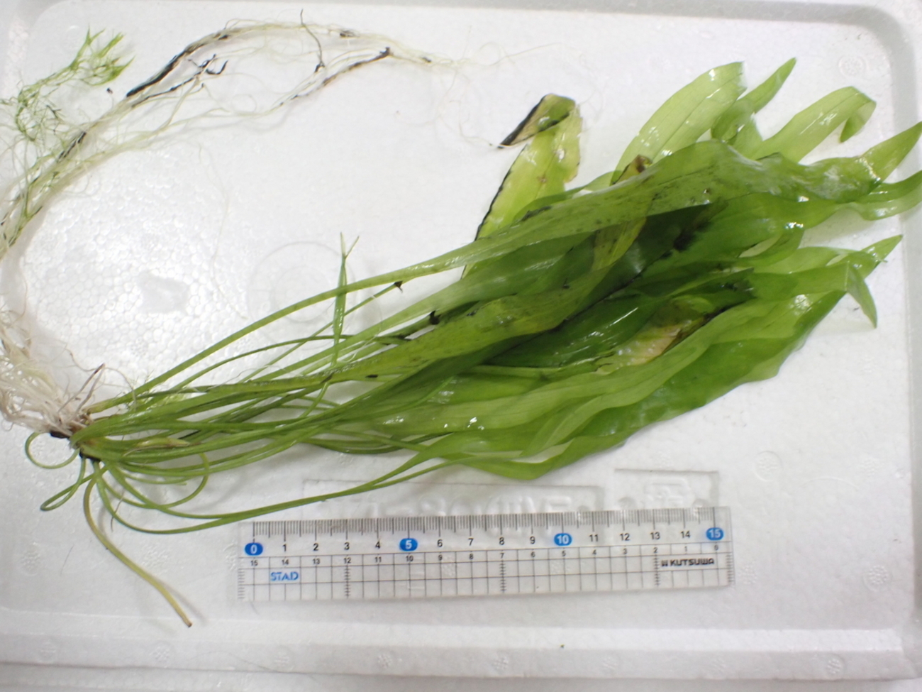 Otteliaの一種 - 水草オタクの水草がたり．