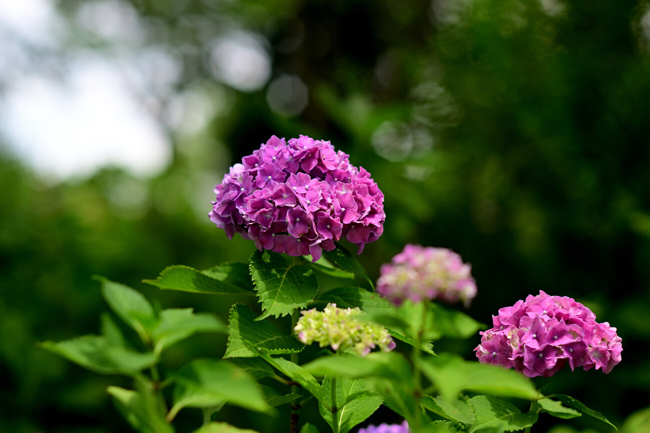 紫陽花 芦刈園の紫陽花 その1（Nikon Z9・Ai Nikkor 85mm F1.4S） - 気まま