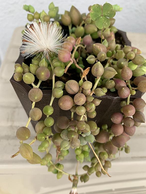 グリーンネックレスとは 動植物の人気 最新記事を集めました はてな グリーンネックレスとは 動植物の人気 最新記事を集めました はてな