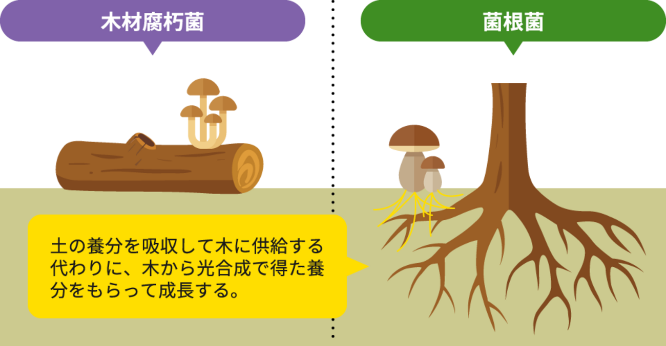じじぃの「マツタケ・猛暑・約1ヵ月遅れで収穫・菌根菌!共生の雑学」 - cool-hira’s diary
