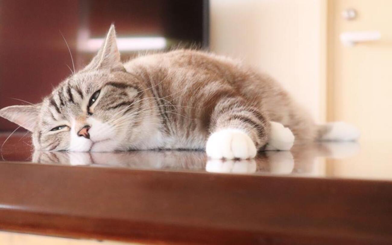 猫 と 泊まれる 宿