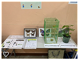 オオムラサキとは 動植物の人気 最新記事を集めました はてな オオムラサキとは 動植物の人気 最新記事を集めました はてな