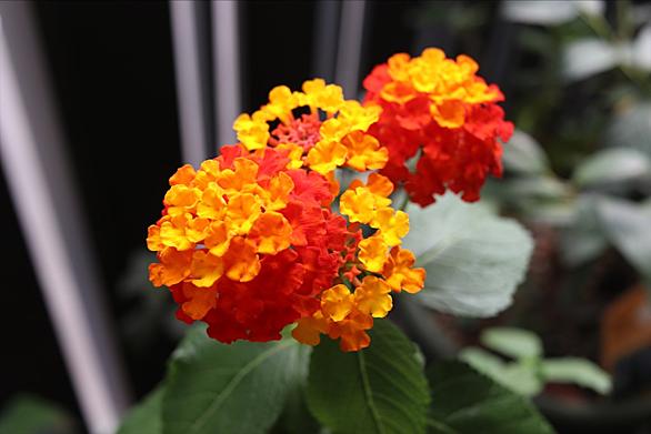 ランタナとは 動植物の人気 最新記事を集めました はてな