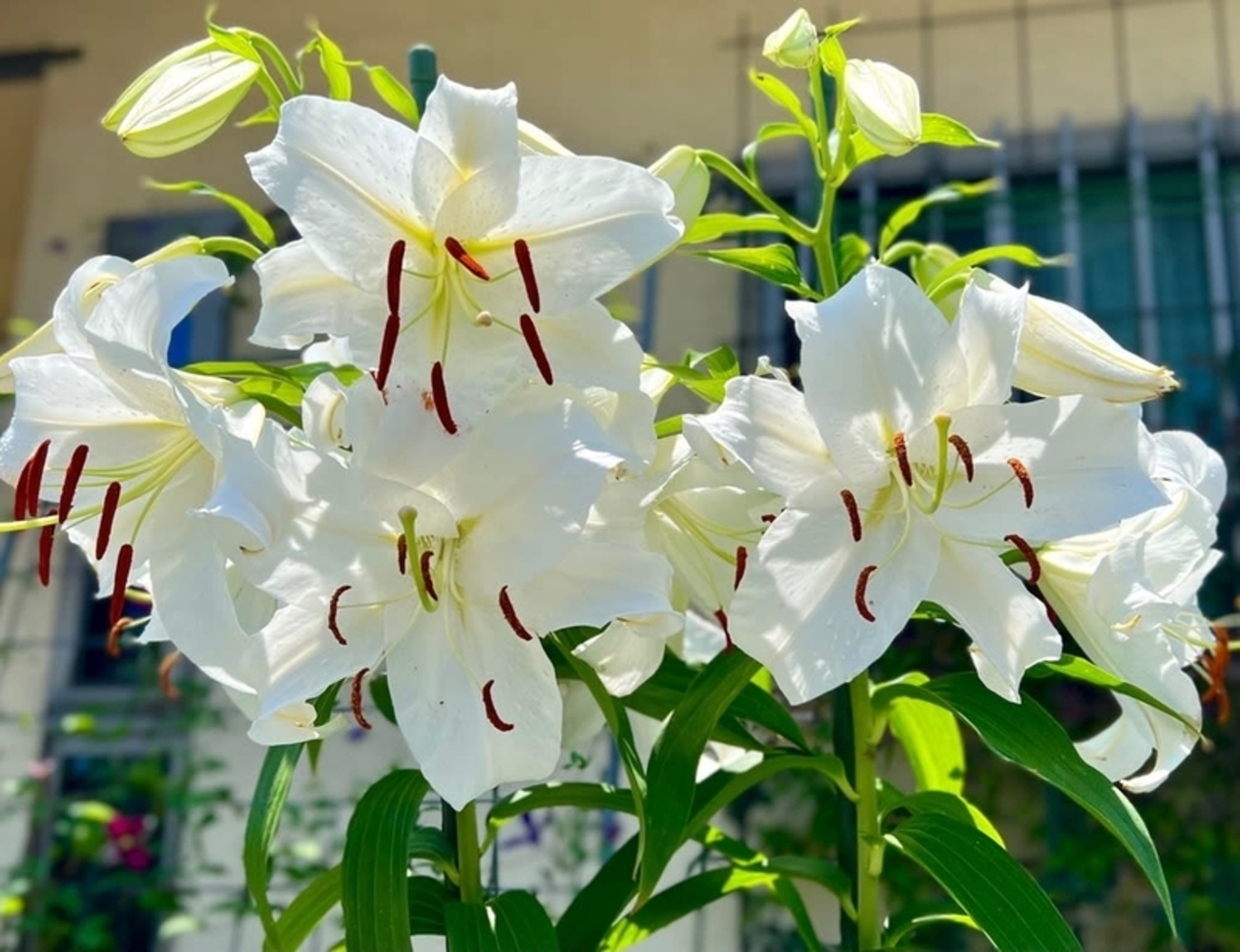 カサブランカの鉢の植え替え〜遅ればせながら作業〜 - 雑木と