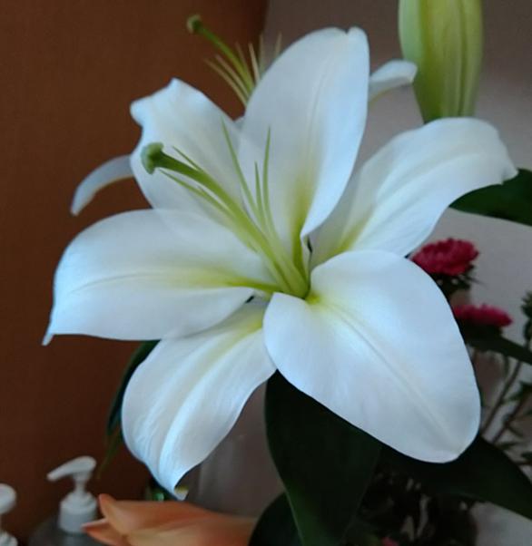 Liliumとは アートの人気 最新記事を集めました はてな Liliumとは アートの人気 最新記事を集めました はてな