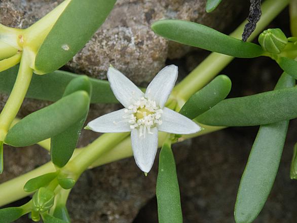 ツルナ科とは 動植物の人気 最新記事を集めました はてな