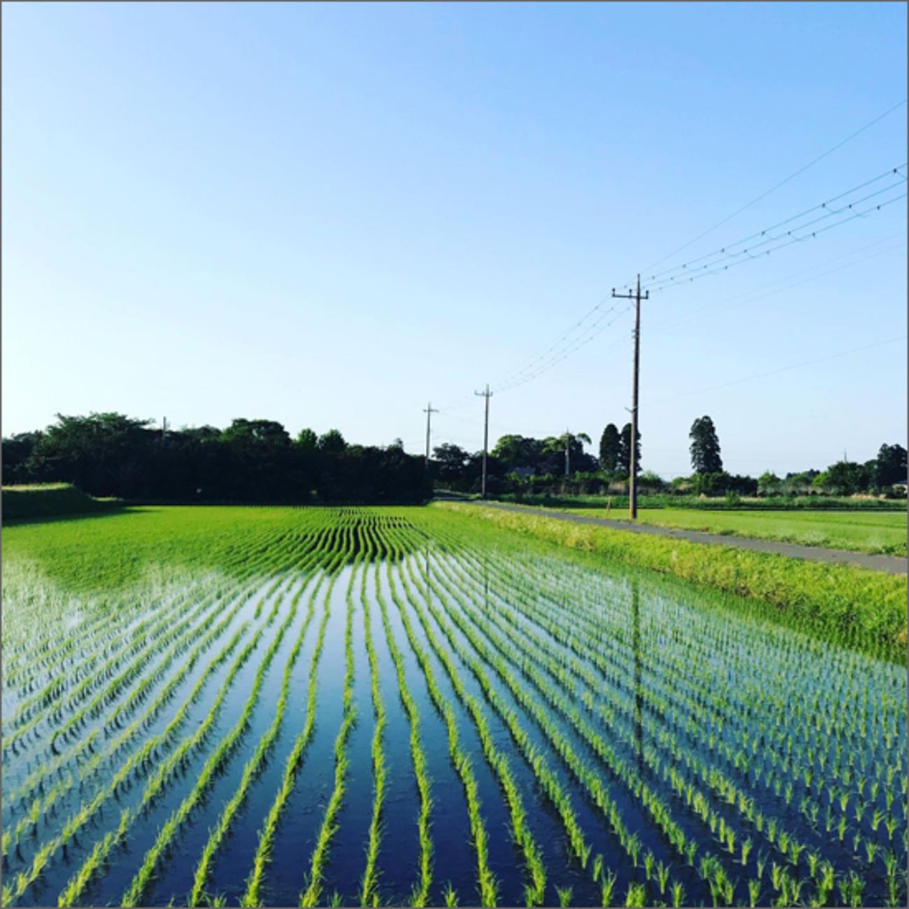 水田風景 - 写真、贈るね。