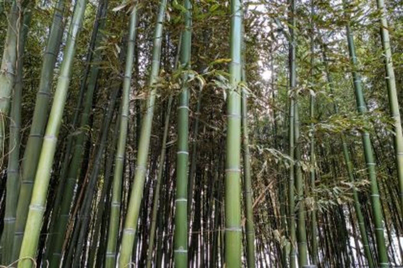 心の風通しをよくする 「豪快な竹林の音」 - 四季の風