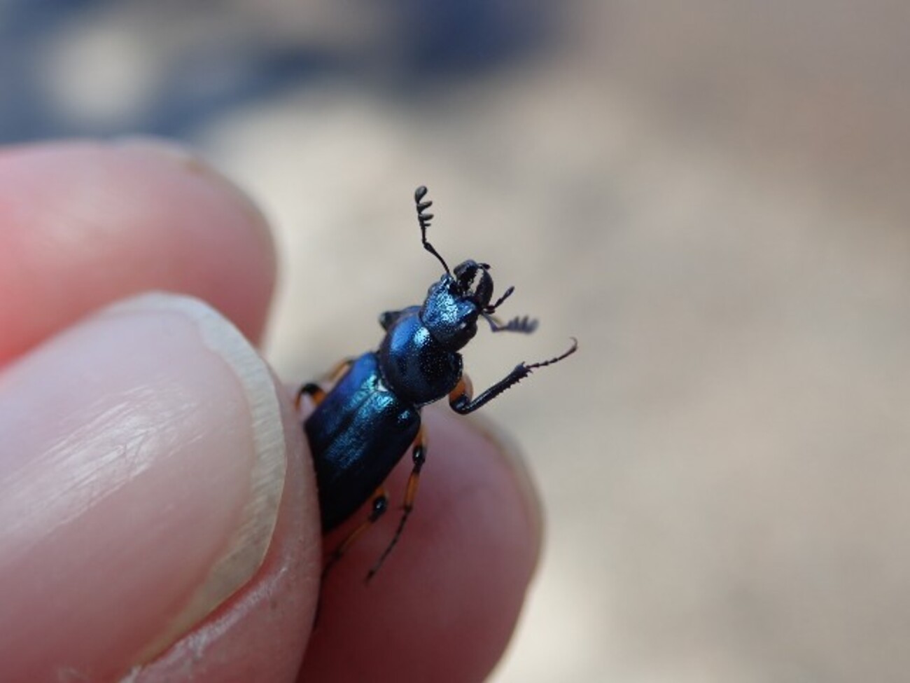 標本　ユキグニコルリクワガタ　15頭 ユキグニコルリクワガタ 知人から数匹譲ってもらいました