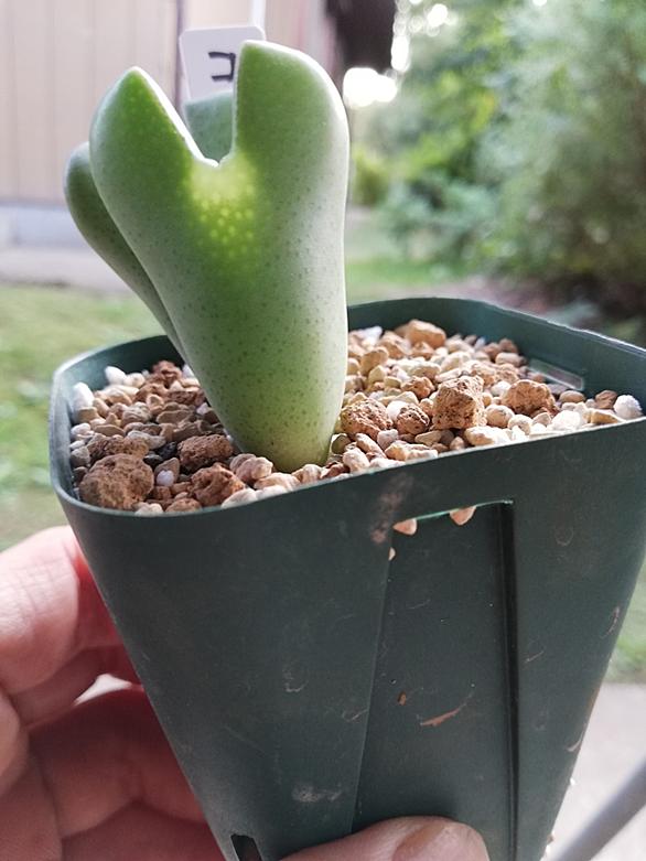 コノフィツムとは 動植物の人気 最新記事を集めました はてな コノフィツムとは 動植物の人気 最新記事を集めました はてな