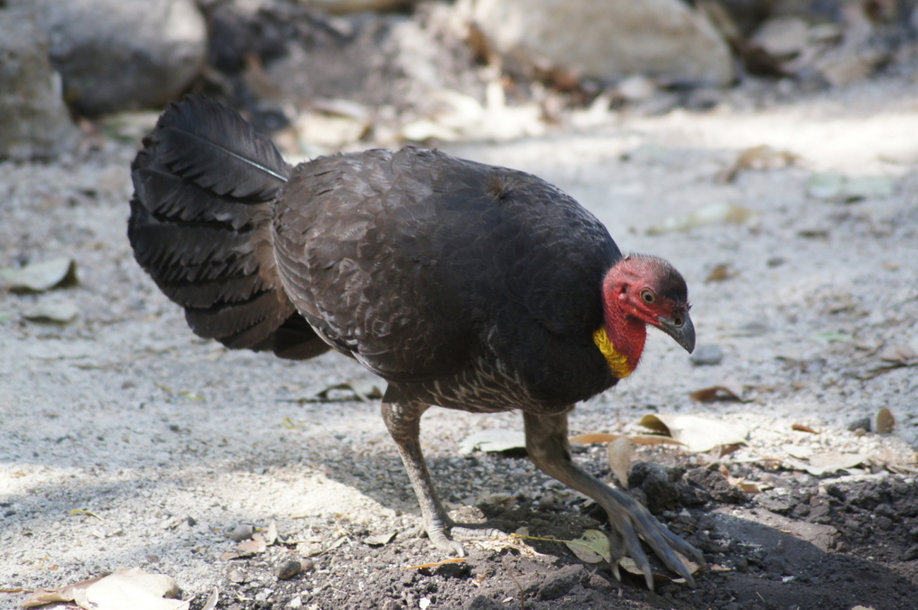 オーストラリアの動物】発酵熱と鳥のイイ関係？ - 必死のパッチでエコ