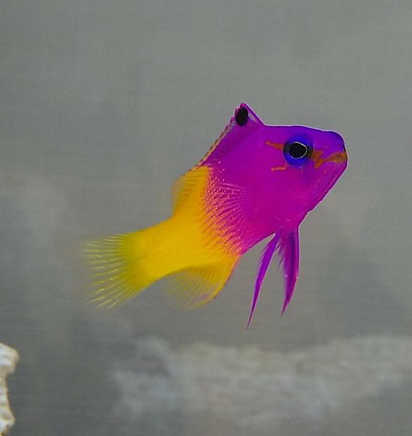 シガテラ 海水 魚 シガテラ海水魚 Www Dfe Millenium Inf Br