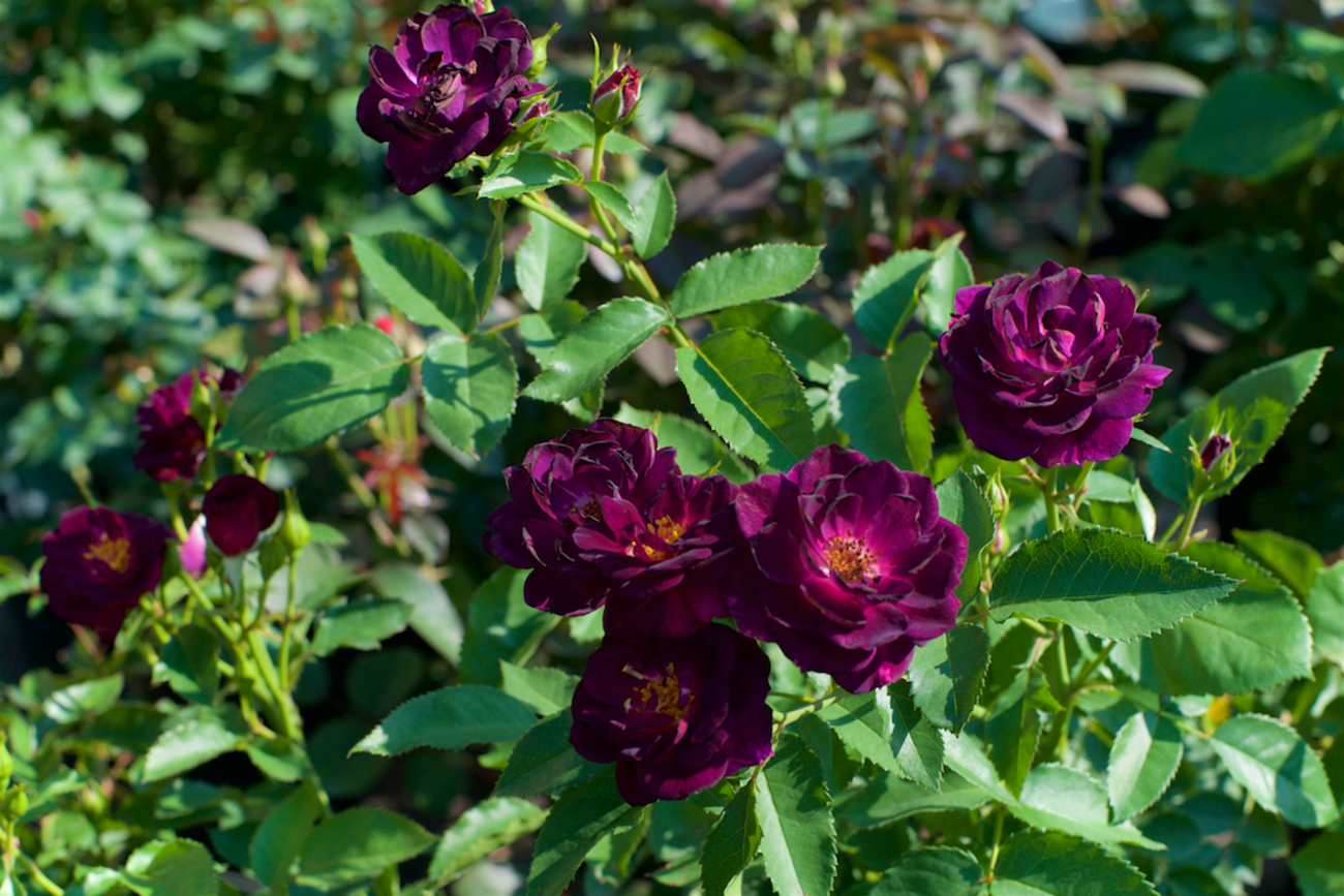 backend=imagemagick;version=1;