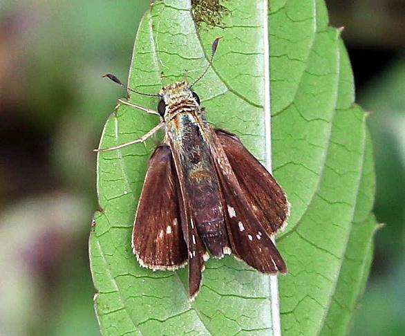 コバネイナゴとは 動植物の人気 最新記事を集めました はてな