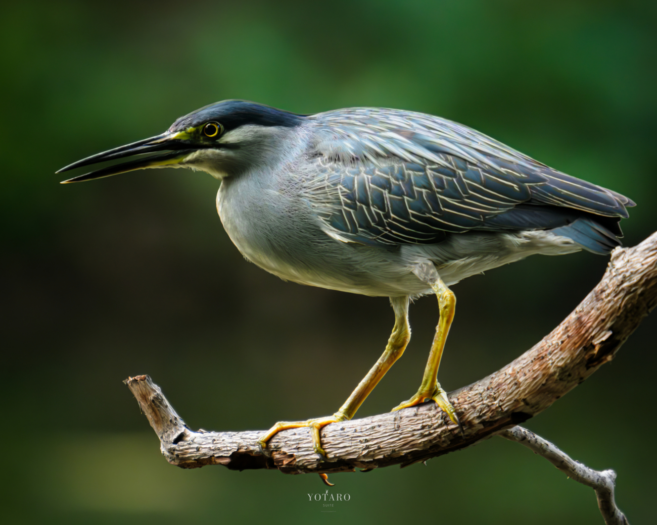 フジの野鳥撮影【2023年上半期ベスト写真】 - MONOKIRI 35mm