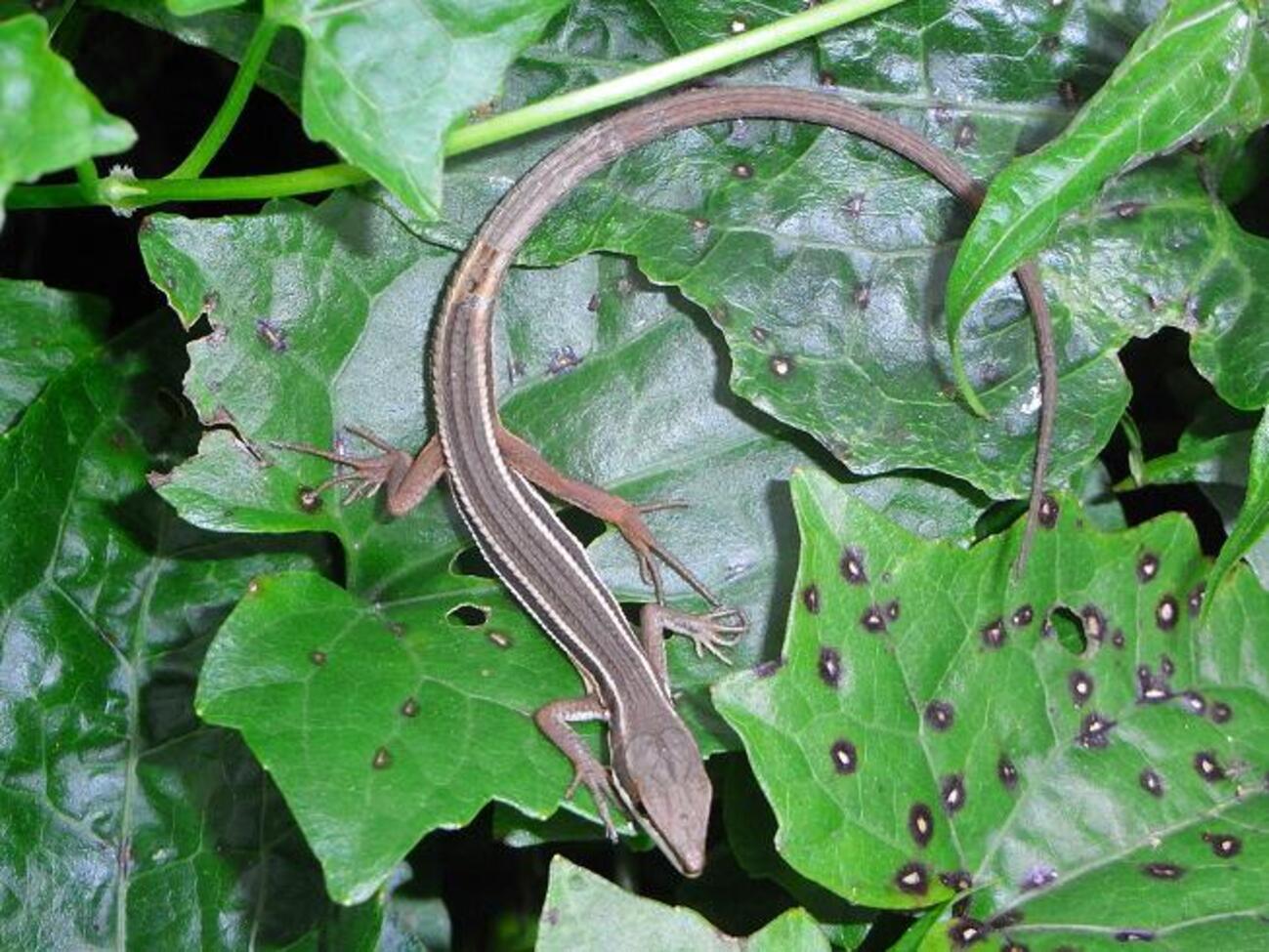 MIHO　モールのカマキリ、ニホントカゲ、カナヘビ、ヤモール When you show a lizard the world's largest praying mantis