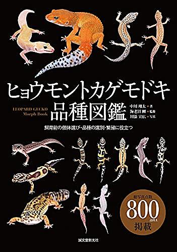 ヒョウモントカゲモドキとは 動植物の人気 最新記事を集めました はてな ヒョウモントカゲモドキとは 動植物の人気 最新記事を集めました はてな