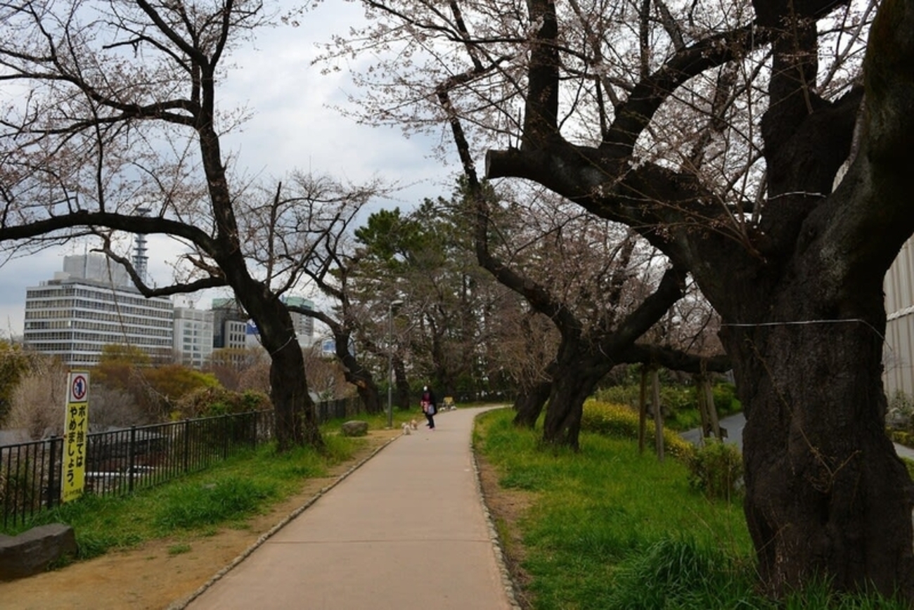 外濠公園 電車とお花見ウォーキング - まるみのあっちこっち巡り