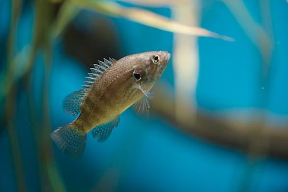 オヤニラミとは 動植物の人気 最新記事を集めました はてな