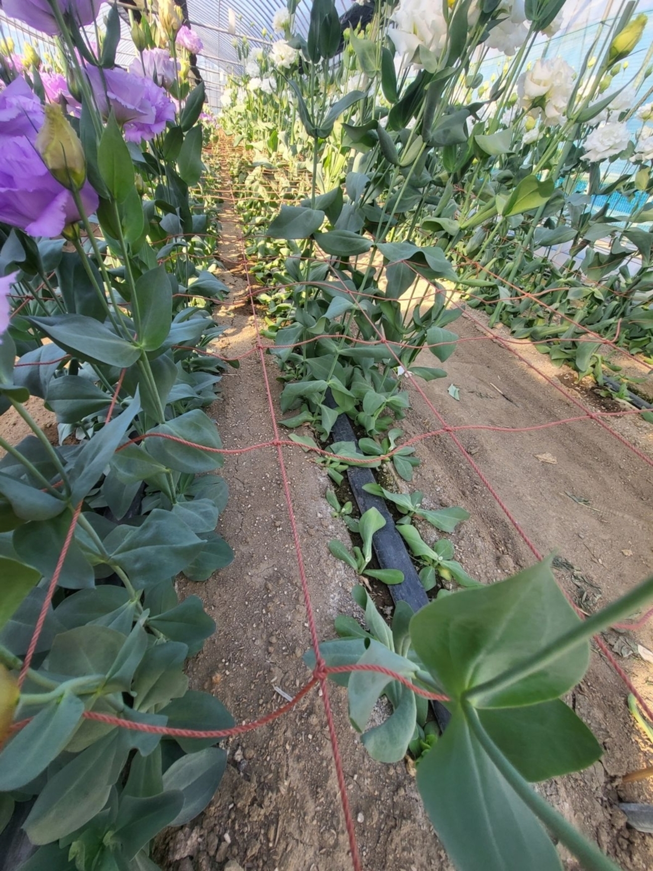 夏場定植でも根張りの良い育苗方法「チェーンポット」 - イケックス