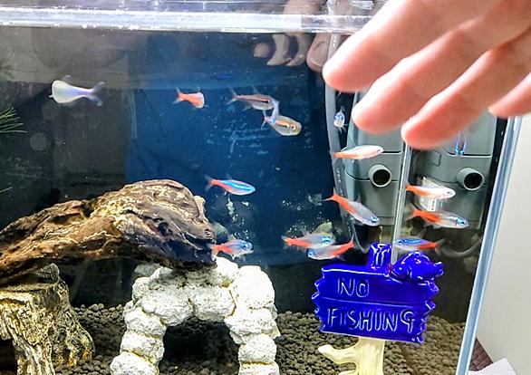 ネオンテトラとは 動植物の人気 最新記事を集めました はてな ネオンテトラとは 動植物の人気 最新記事を集めました はてな