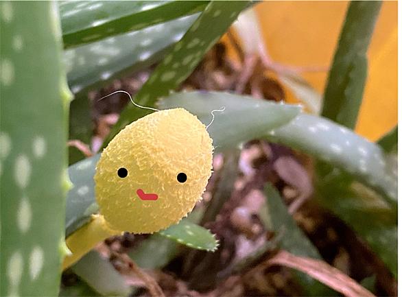 キノコとは 食の人気 最新記事を集めました はてな