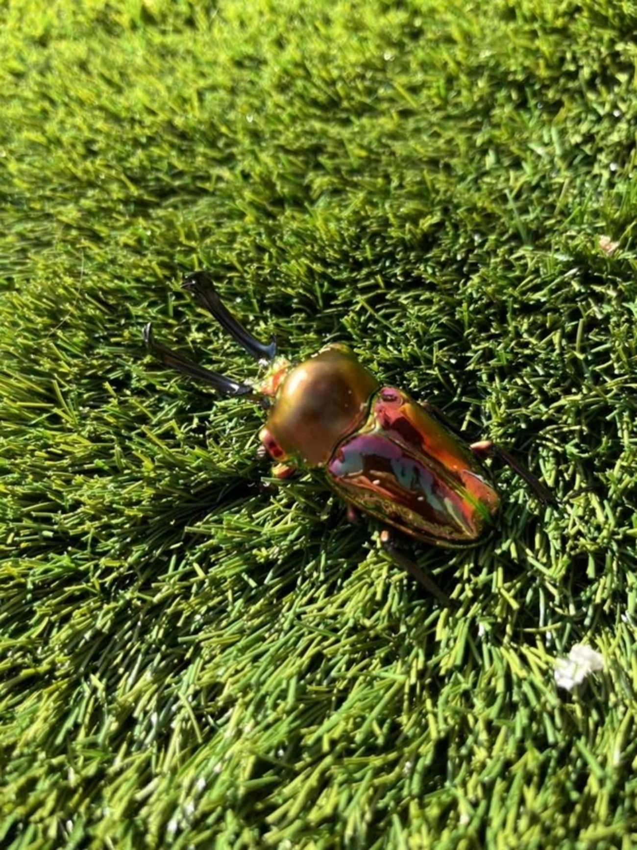ニジイロクワガタ（赤系統）飼育記【1サイクル目・成虫～ブリード