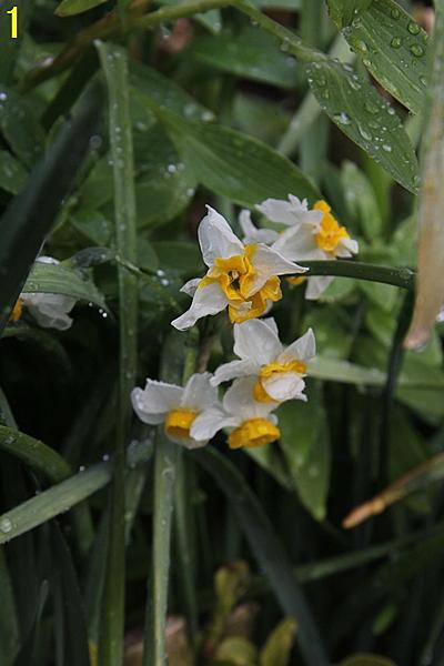 サンデリアーナとは 動植物の人気 最新記事を集めました はてな