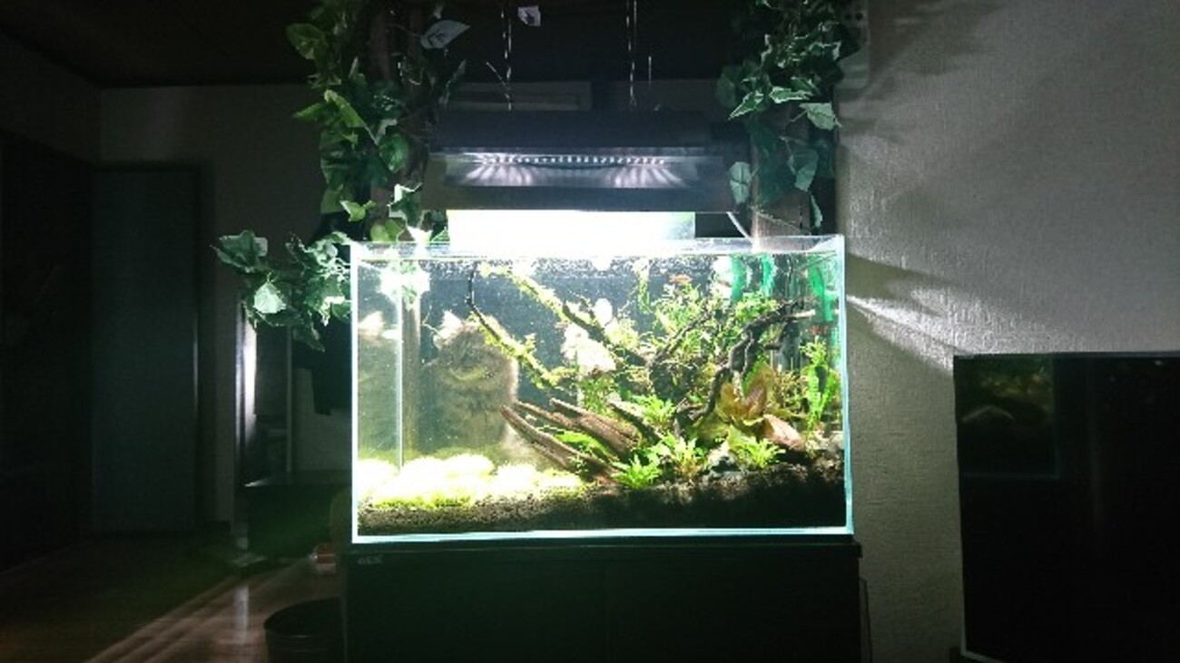 backend=imagemagick;version=1;